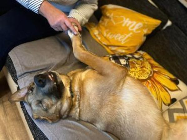 Rose - eine stille Schönheit