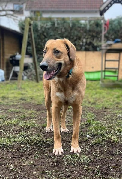 Rose - eine stille Schönheit