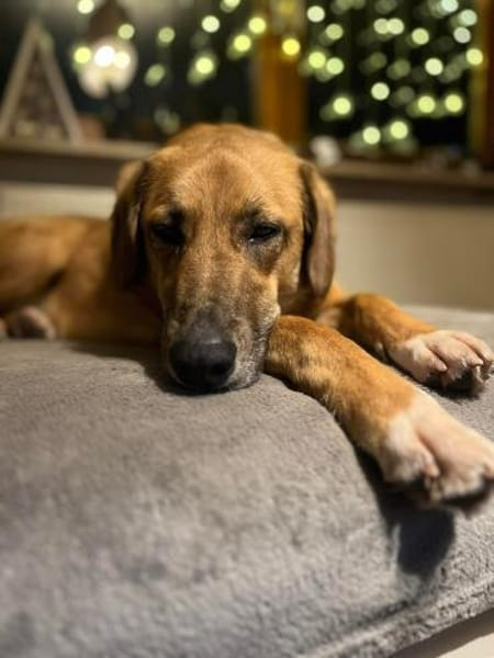 Rose - eine stille Schönheit