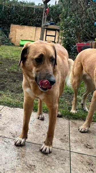 Rose - eine stille Schönheit