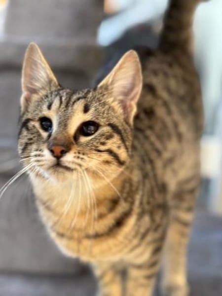 Verspielter und verschmuster Schnurrbert