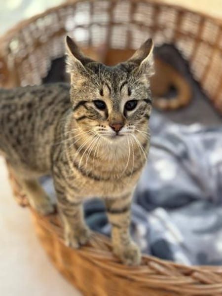 Verspielter und verschmuster Schnurrbert