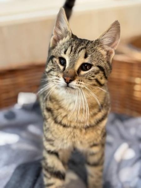 Verspielter und verschmuster Schnurrbert