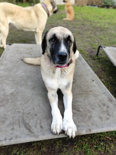 Gretchen sucht Frauchen zum vergöttern