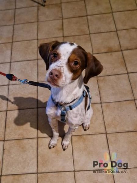 Diogo auf Pflegestelle