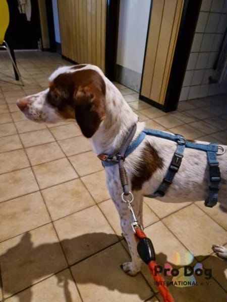 Diogo auf Pflegestelle