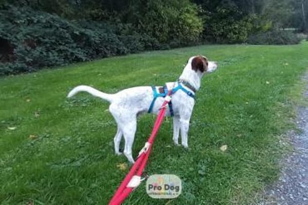 Diogo auf Pflegestelle