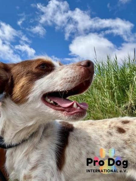 Diogo auf Pflegestelle