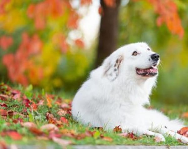 Buddy sucht ein hundeerfahrenes Zuhause
