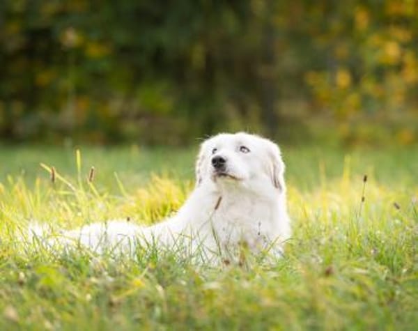 Buddy sucht ein hundeerfahrenes Zuhause