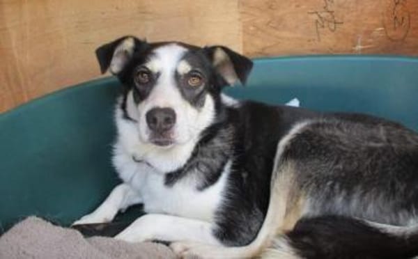 Wer hilft unserer Angsthündin Nukka ?