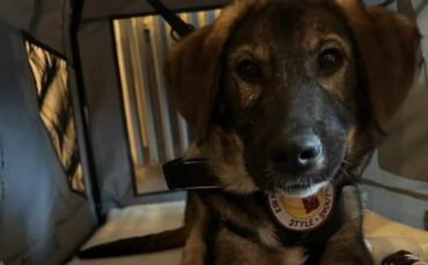 Pepe ist ein echtes Stehaufmännchen