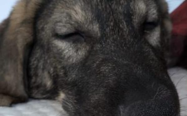 Pepe ist ein echtes Stehaufmännchen