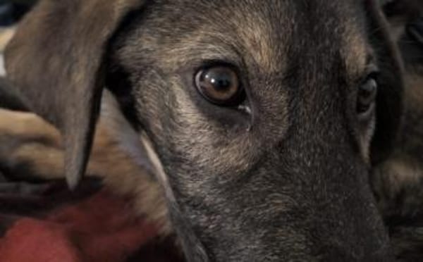 Pepe ist ein echtes Stehaufmännchen