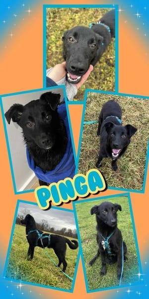 Pinga- schwarze Schönheit!