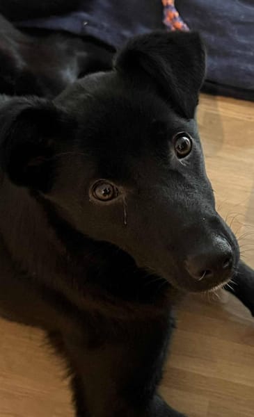 Pinga- schwarze Schönheit!