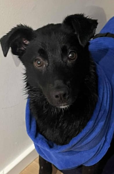 Pinga- schwarze Schönheit!