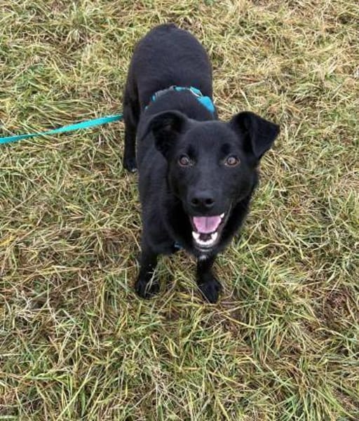 Pinga- schwarze Schönheit!