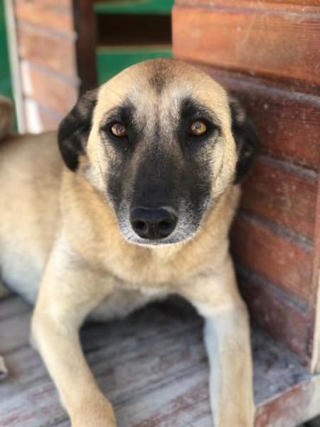 Calotta will auftauen