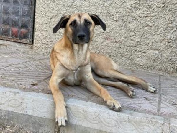 Calotta will auftauen