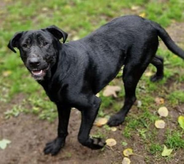 Freundliche MARA sucht Körbchen