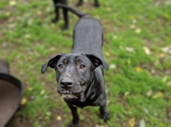 Freundliche MARA sucht Körbchen