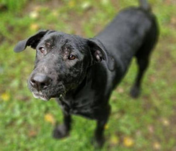 Freundliche MARA sucht Körbchen