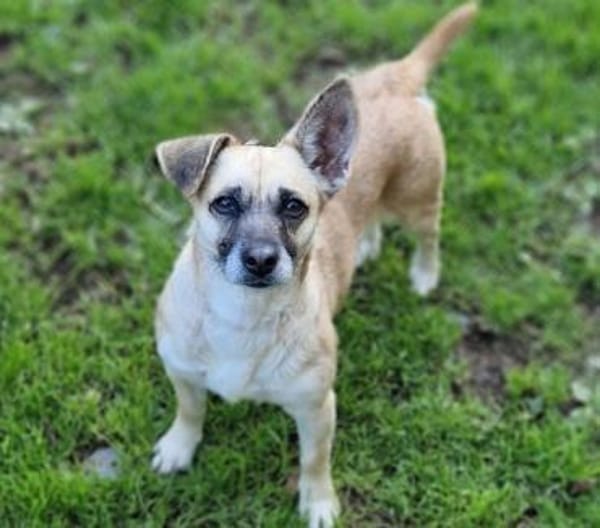 Kleine Hundedame REXINA