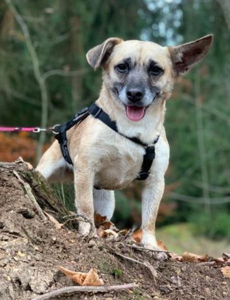 Kleine Hundedame REXINA