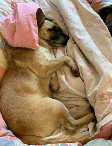 Kleine Hundedame REXINA