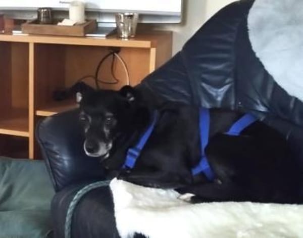 Bella8 sucht ein Zuhause