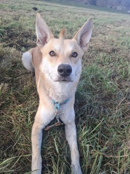 Scooby sucht sein für immer Zuhause