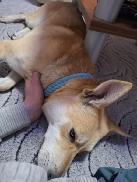 Scooby sucht sein für immer Zuhause