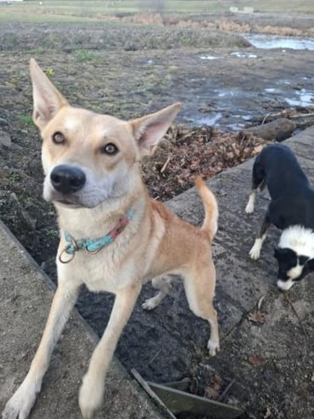 Scooby sucht sein für immer Zuhause