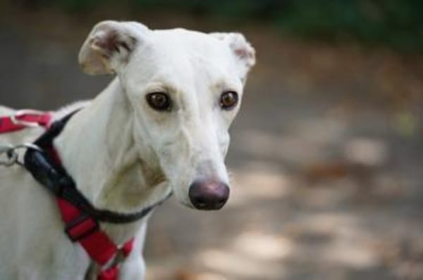 Blanca sucht ihr Zuhause