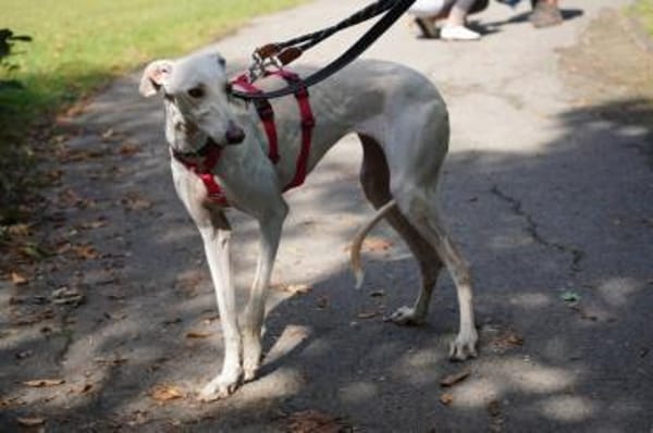 Blanca sucht ihr Zuhause