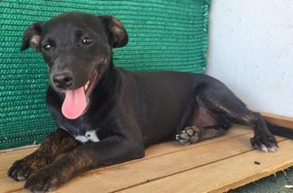 Pippa - fröhliche, junge, kleine Dame