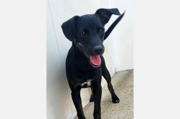 Pippa - fröhliche, junge, kleine Dame