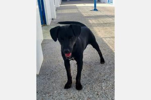 Pippa - fröhliche, junge, kleine Dame