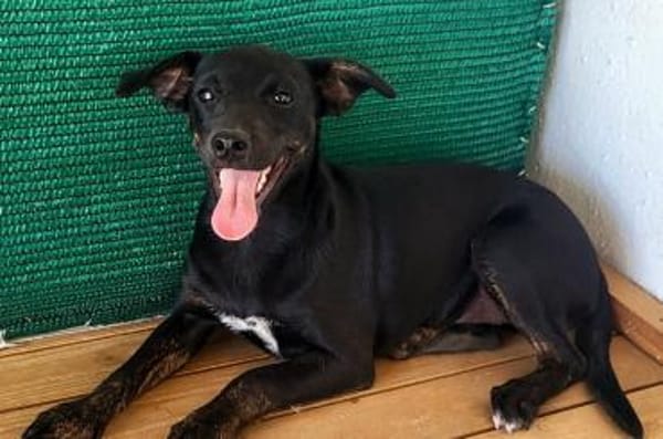 Pippa - fröhliche, junge, kleine Dame