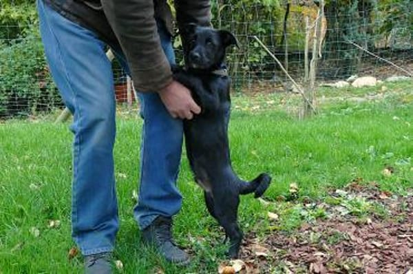 Oskar sucht sein Zuhause