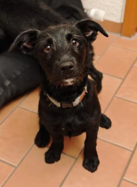 Oskar sucht sein Zuhause