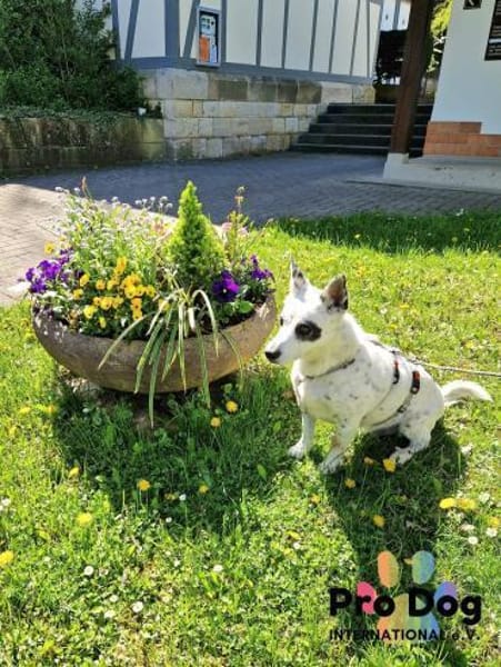 Aiko auf Pflegestelle