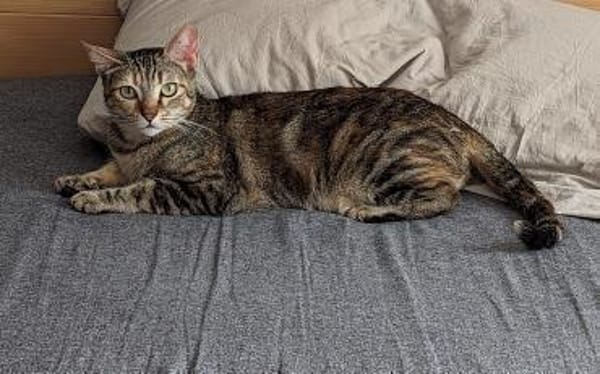 Rana - DIE Teamplayerin in der Katzen-WG