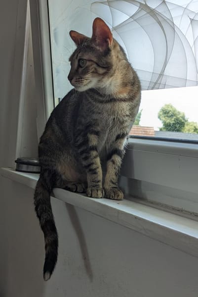 Rana - DIE Teamplayerin in der Katzen-WG