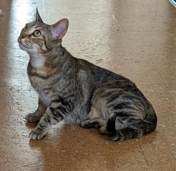 Rana - DIE Teamplayerin in der Katzen-WG