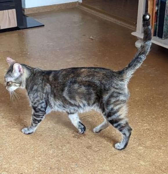 Rana - DIE Teamplayerin in der Katzen-WG