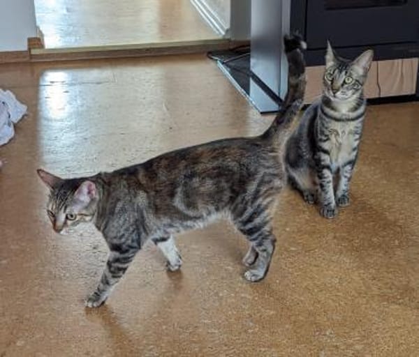 Rana - DIE Teamplayerin in der Katzen-WG