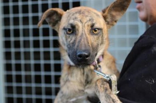 Kiwi - fröhlich u. zutraulich