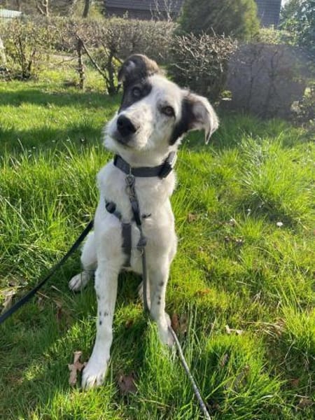 Lotti sucht ihr Zuhause